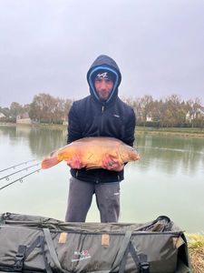 Mirror Carp