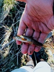 Gudgeon