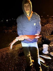 European Squid