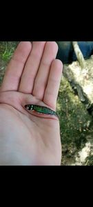 Common Minnow