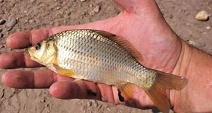 Common Carp
