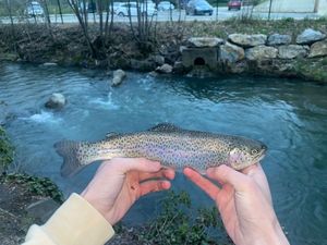 Rainbow Trout