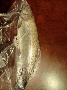 Rainbow Trout