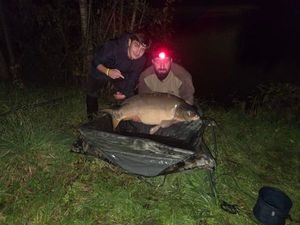 Mirror Carp