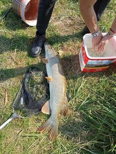 Northern Pike