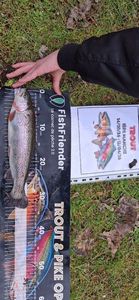 Rainbow Trout