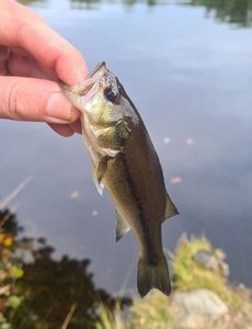 Largemouth Bass
