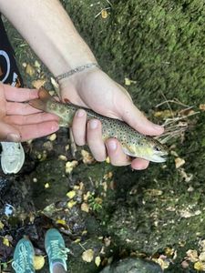 Brown Trout