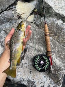 Brown Trout