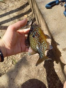 Green Sunfish