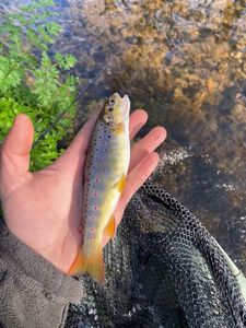 Brown Trout