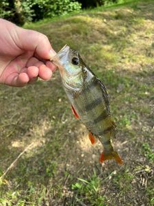 European Perch