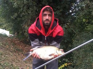 Common Bream