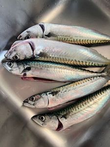Mackerel