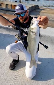 European Bass (Seabass)