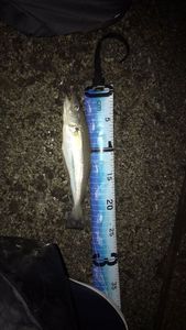 Whiting
