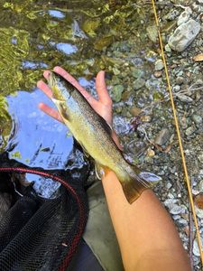 Brown Trout