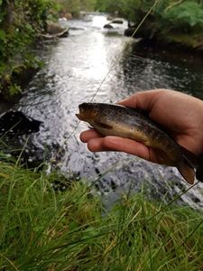 Brown Trout
