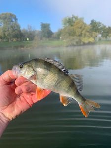 European Perch