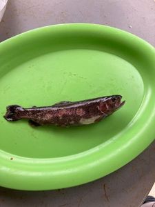 Rainbow Trout