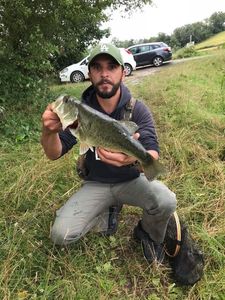 Largemouth Bass