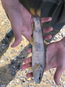 Brown Trout