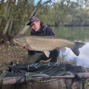Silver Carp