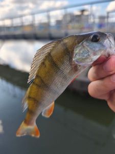 European Perch