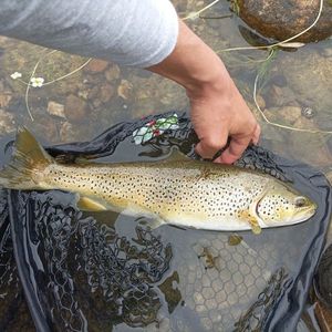 Brown Trout