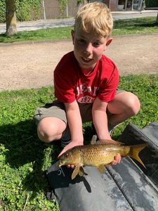 Common Carp