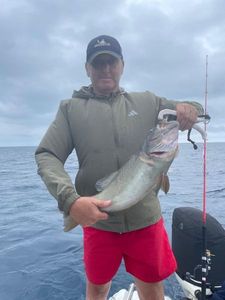 Bluespotted seabass