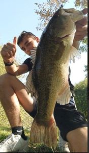 Largemouth Bass