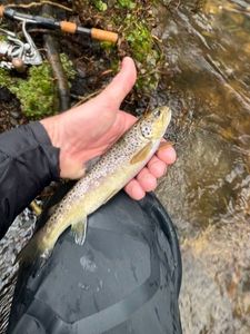 Brown Trout