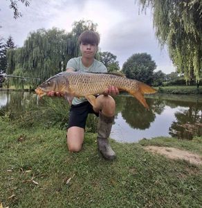 Common Carp