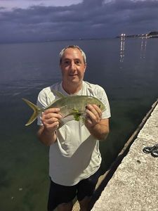 Crevalle Jack