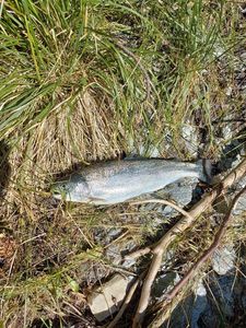 Rainbow Trout