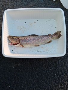 Brown Trout