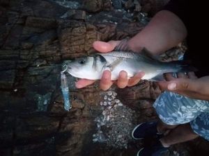 European Bass (Seabass)