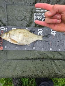 Common Bream