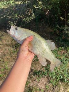Largemouth Bass