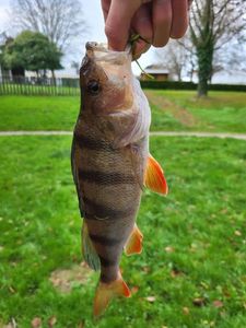European Perch