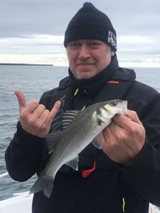 European Bass (Seabass)