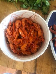 Common Prawn