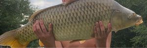 Common Carp