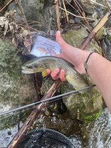 Brown Trout
