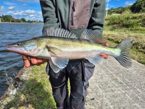Zander
