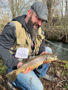 Brown Trout