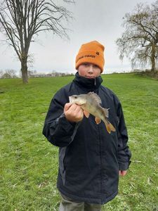 European Perch