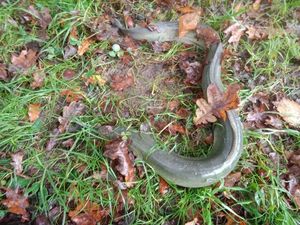 European Eel (Common Eel)