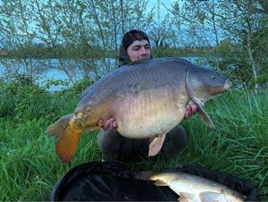 Mirror Carp